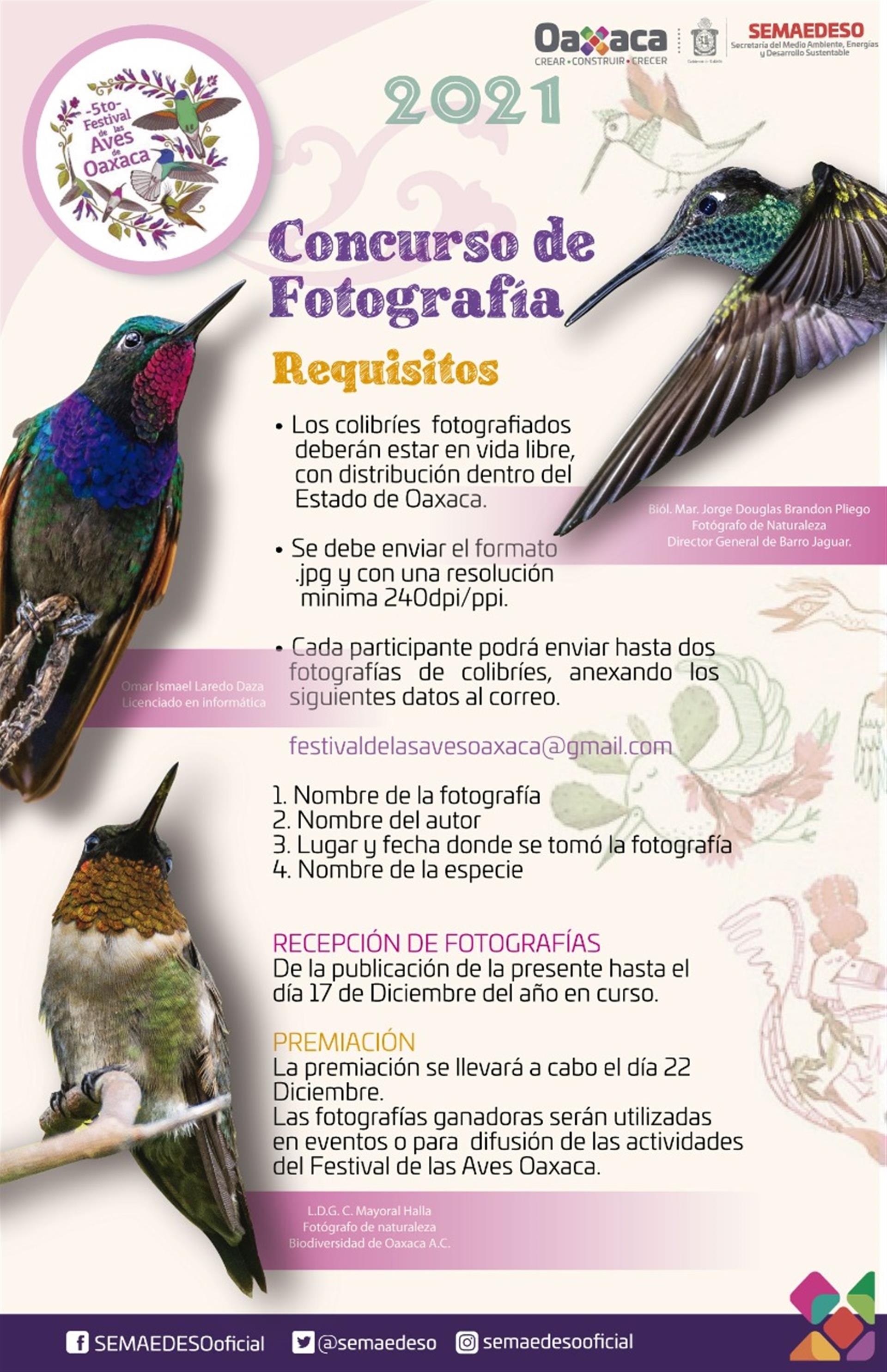 Festival de las Aves Oaxaca invita a concurso de fotografía “Colibríes, belleza iridiscente”